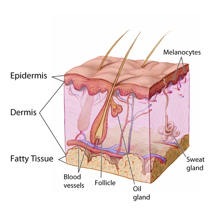 Diagram showing different layers of the skin.